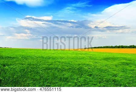 Green Wheat Field Against A Blue Sky In Brigh, Summer Day.  Summer Landscape, Azov Fields, Ukraine