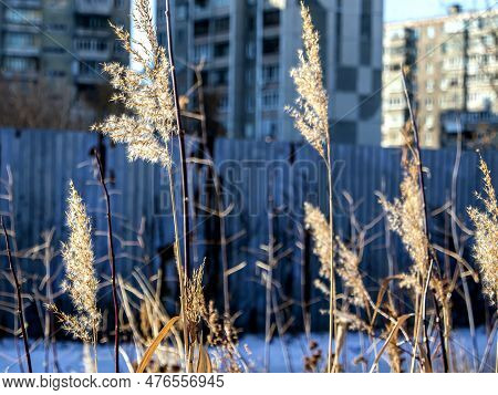 Fluffy Ears Of Weeds In Winter On A Natural Background