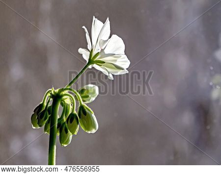 Delicate White Geranium Flower Growing In A Pot