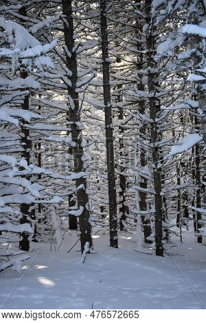 A Softwood Forest In Winter, Sainte-apolline, Québec, Canada