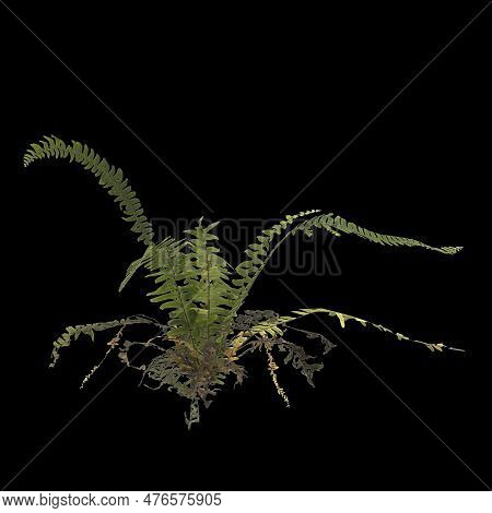 3d Illustration Of Fern Plant Isolated On Black Background