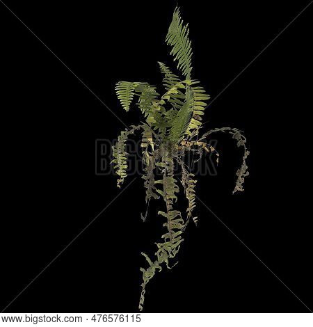 3d Illustration Of Fern Plant Isolated On Black Background