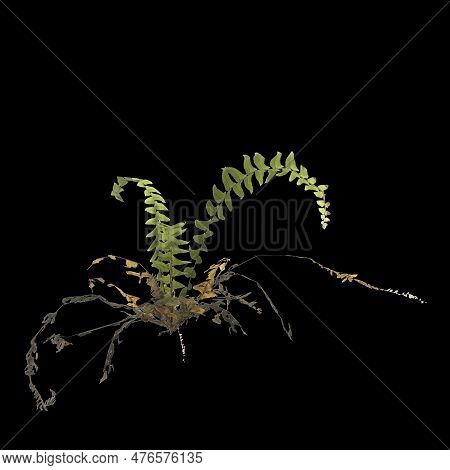 3d Illustration Of Fern Plant Isolated On Black Background
