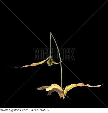 3d Illustration Of Cyperus Difformis Plant Isolated On Black Background