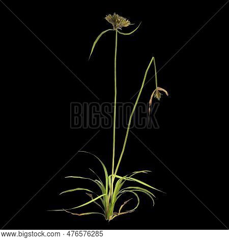 3d Illustration Of Cyperus Difformis Plant Isolated On Black Background