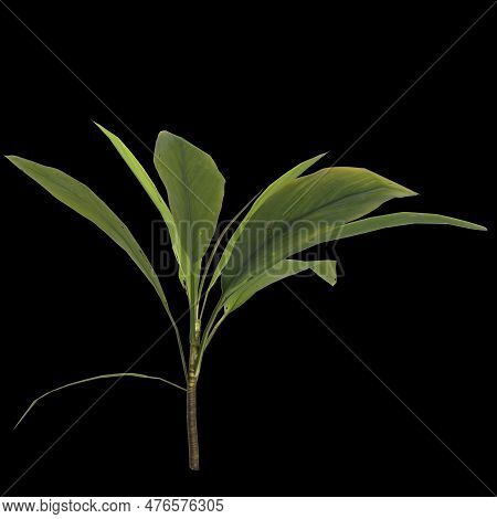 3d Illustration Of Aspidistra Elatior Plant Isolated On Black Background