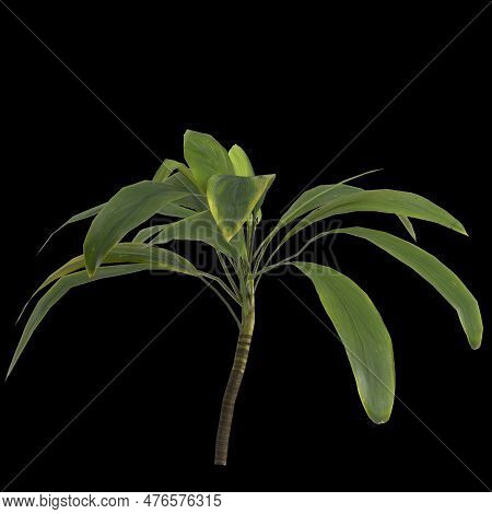 3d Illustration Of Aspidistra Elatior Plant Isolated On Black Background