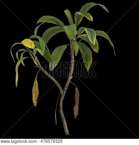 3d Illustration Of Aspidistra Elatior Plant Isolated On Black Background