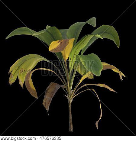3d Illustration Of Aspidistra Elatior Plant Isolated On Black Background