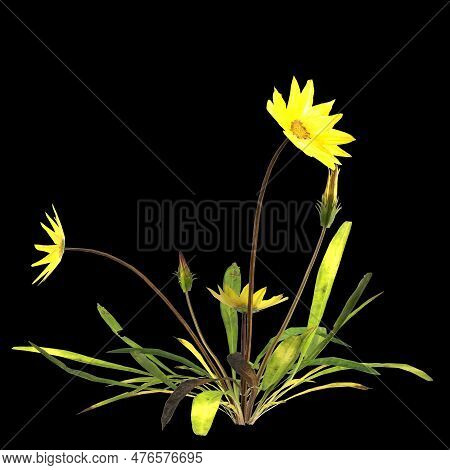 3D Illustration Of Gazania Linearis Plant Isolated On Black Background