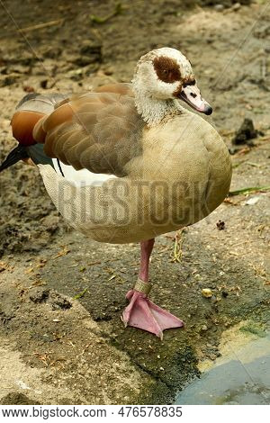 Egyptian Goose Standing On One Leg In The Mud