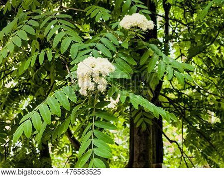 White Rowan Flowers On A Branch Sway In The Wind. Mountain Ash Tree. Spring Background. Sorbus Aucup