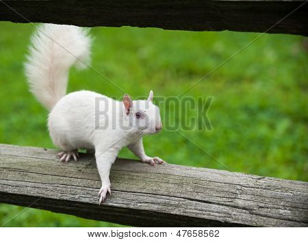 Valkoinen orava
