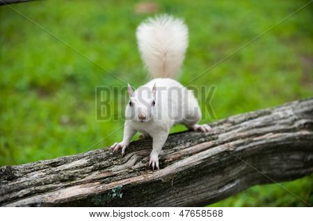 Valkoinen orava