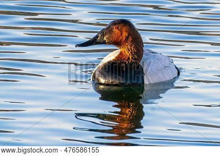 A Male Canvasback Duck, A Species Of Diving Duck, The Largest Found In North America.