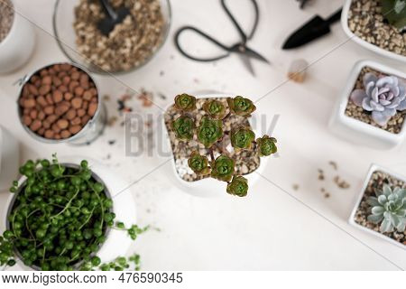 Echeveria, Aeonium And Senecio Rowley House Potted Plants On A Table Indoors