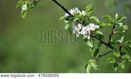 Pear Flowers. Blooming Tree In The Garden. White Delicate Flowers And Green And Young Leaves. Spring