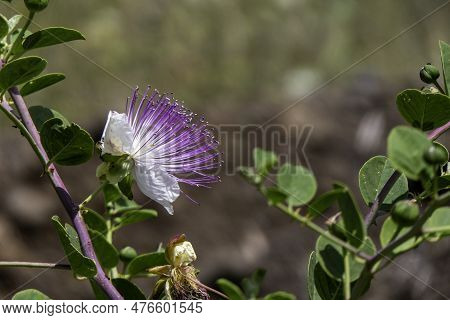 Caper Bush Or Flinders Rose Or Capparis Spinosa Delicate Flowers Close-up