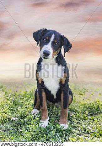 Puppy Appenzeller Sennenhund Playing In A Garden