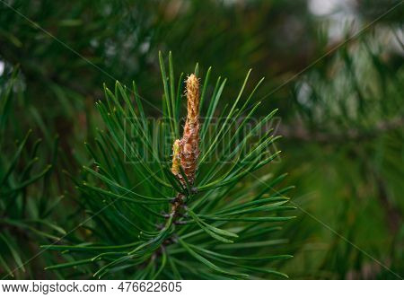 Close-up Of A Young Pine Branch With Flowers. Pine Blossom In Spring In Park. Beautiful Juicy Pine B