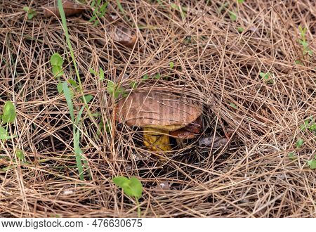 A Young Edible Mushroom - Obabok Blackening - Leccinellum Lepidum Makes Their Way Through A Layer Of