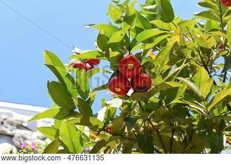 Syzygium Jambos Known As Rose Apple And Pomarrosa Growing In Vietnam