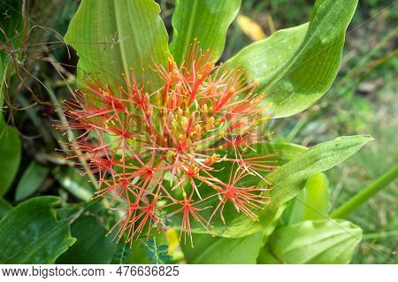 Scadoxus Multiflorus Grows In The Garden Which Is A Plant That Has Flowers That Are Very Difficult T