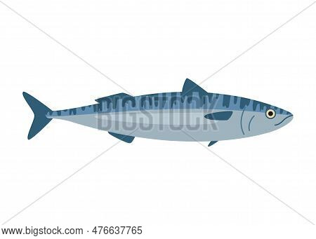 Mackerel, Scomber Seafood And Underwater Animal. Water Delicacy, Gourmet. Fishing. Vector Illustrati