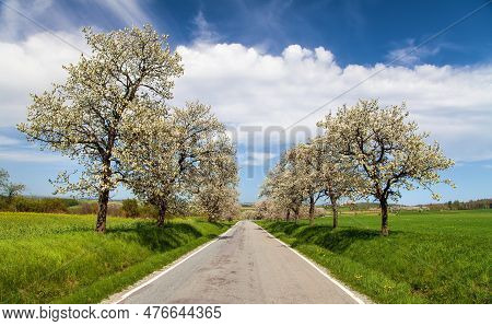 Road And Alley Of Flowering Cherry Trees In Latin Prunus Cerasus With Beautiful Sky. White Colored F