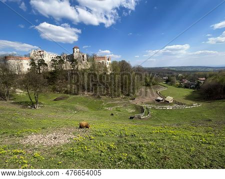 Tenczyn Castle - The Ruins Of A Castle Located In The Jura Krakowsko-częstochowska, Included In The 