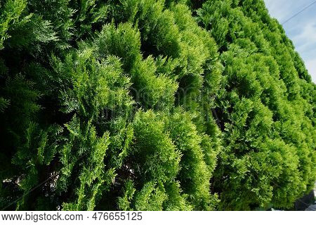 Close Up Shot Of Bright Green Cypress, Against Blue Sky Background (dacrydium, Thuja Orientalis)