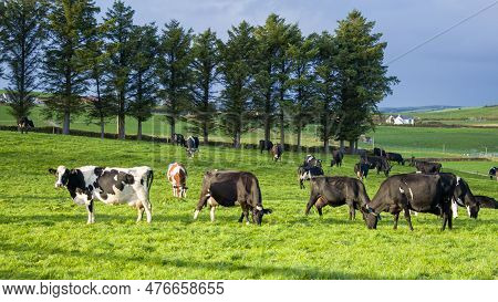 A Herd Of Cows Graze On A Green Meadow Of A Farmer's Field In Ireland. Animals On Free Grazing, Orga