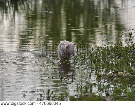 An Albino Nutria, Myocastor Coypus, Also Coypu, Is A Large, Herbivorous, Semiaquatic Rodent, Is An I