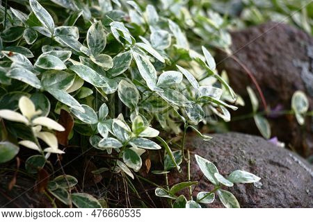 Summer Evening In A Decorative Garden. The Poecilophyllous Vinca Creeps On Stones, Decorating Them. 