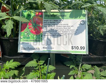 Plymouth, Minnesota - May 20, 2023: Display Tag For A Big Boy Tomato Plant With Growing Information 