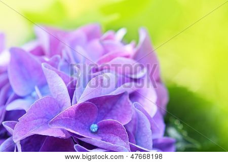 Blå Hydrangea
