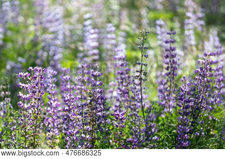 Field Of Baptisia In Bloom In The Bay Area, California