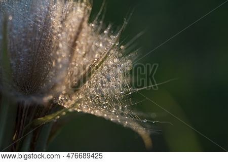 Tragopogon Pseudomajor. Big Dandelionwith Dew Drops  In The Background Light