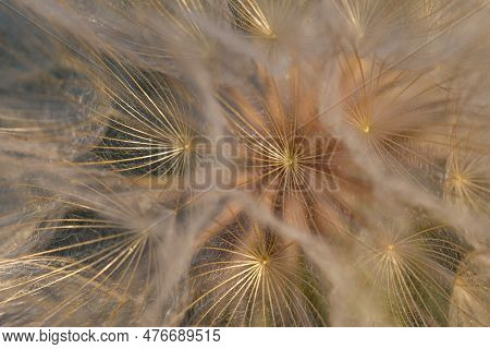 Tragopogon Pseudomajor. Umbrellas Of A Large Dandelion Close-up, Macro