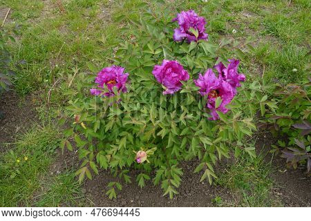 Small Bush Of Tree Peony With Bright Pink Flowers In May
