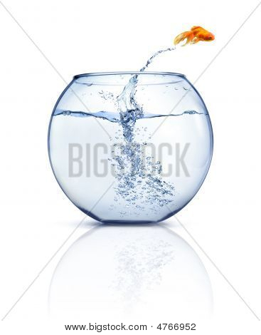 Salto Goldfish