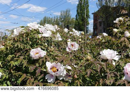 Blue Sky And Numerous Flowers Of Purple Leaved Tree Peonies In April