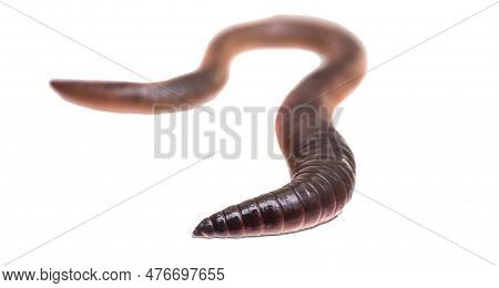 Lumbricus Terrestris On A White Isolated Background