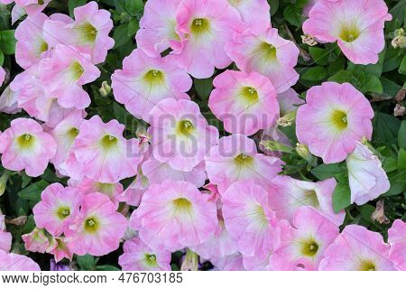 Plant Petunia Flower With Blooming Light Pink Petals.