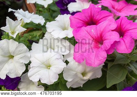 Plant Petunia Flower With Blooming White And Pink Petals.