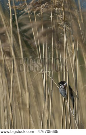 Male Reed Bunting (emberiza Schoeniclus) Perched On The Stem Of A Reed At The Ham Wall Nature Reserv