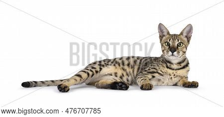 Beautiful F5 Savannah Cat Laying Down Side Ways. Looking Curious Straight At Camera. Isolated On A W