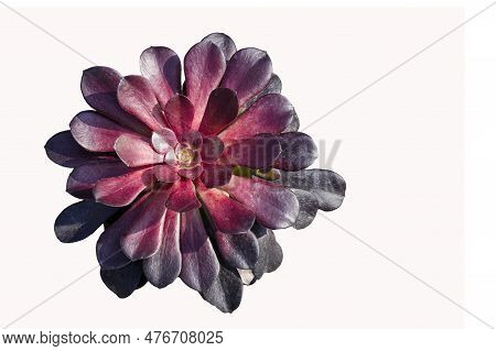 Aeonium Arboreum, A Succulent With Shiny Red Rosettes Commonly Known As Black Rose