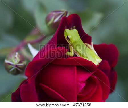 Le rane e le rose