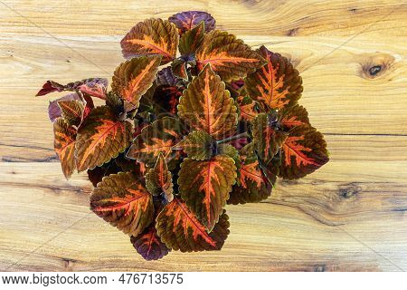 Decorative Painted Nettles, Coleus Blumei, Plectranthus Scutellarioides, Solenostemon Scutellarioide